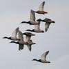 Primos Hunting Primos Pro Mallard Call view 2