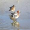 Primos Hunting 838 Duck Call, High Roller view 4