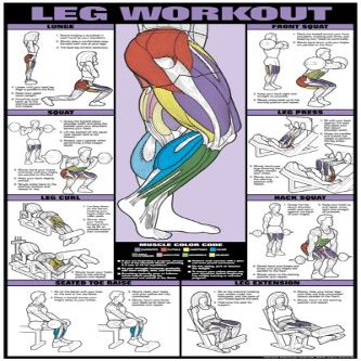 Co-ed Leg Workout 24 X 36 Laminated Chart