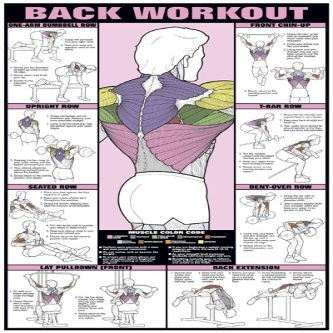 Back Workout 24" X 36" Laminated