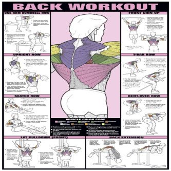 Back Workout 24" X 36" Laminated