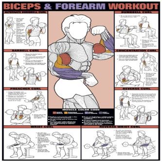 ALGRA Co-ed Biceps & Forearm Workout 24 X 36 Laminated Chart