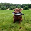 Avery ASD 2" HexaBumper Hunting Sporting Gun Dog Game Retriever Dummy | Water & Upland Mark Training Retrieval Tool | Hexagonal, Floating Design, Easy-Grip Texture, Throw Rope, Pro Pack (02720) view 2