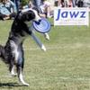 Hyperflite K-10 Jawz Blue Disc  for Dogs Over 16"  8.75 Inch / 155 Grams  Puncture Resistant  Made in The USA view 4