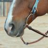 Classic Equine Goostree Dr. Bristol Simplicity Bit view 2