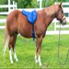 Best Friend Eastern Style Bareback Saddle Pad, Navy, Adult,BF015NY view 2