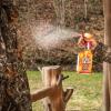 Wildlife Research Center Scent Killer Gold  Hunting Scent Eliminator with Hunt Dry Technology  Odor Prevention & Maximum Performance After Drying  Deer and Big Game (24 FL OZ Spray) view 2