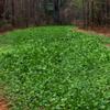 Tecomate Ultra Forage (9 LBS) - A Blend of Annual Clover, Chicory and Brassica Seeds That is a Three Season Deer Food Plot Seed for High Pressure Areas view 4