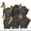 Avery PG XD Series Black Ducks-Harvester Pack (76106) view 1