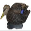 Avery PG XD Series Black Ducks-Harvester Pack (76106) view 4