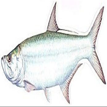 Fish Stix Tarpon Decal
