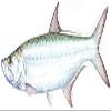 Fish Stix Tarpon Decal view 1