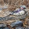 Beavertail Phantom Kayak, Marsh Brown view 2