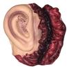 Morris Costumes Ear view 1