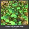 Whitetail Institute Secret Spot Deer Food Plot Seed - Annual Forage Designed Specifically for Smaller, Remote Food Plots - Can Be Planted with Hand Tools, 4 lbs (9000 sq ft) view 3