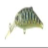 TackleHouse, Minnow, Buffett, 1.7 inches (43 mm), 0.1 oz (2.2 g), Yamame No9 SD43 view 1