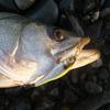 Megabass X-80SW S 7 GG Red Sardine Lure view 2