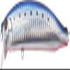 TackleHouse, Minnow, Contact, Feed, Shallow 4.1 inches (105 mm), 0.6 oz (16 g), No10 HG Sardine Red Berry Lure view 1