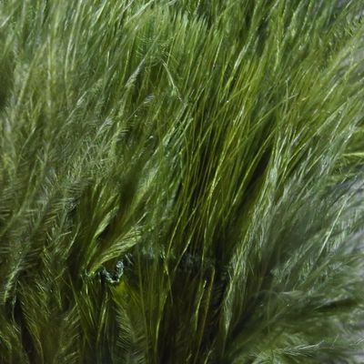 1 OZ Package Marabou Blood Quills