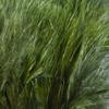 1 OZ Package Marabou Blood Quills view 1