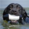 Avery Sporting Dog EZ-Bird Training Dummy  Realistic Floating Retriever Bumper for Water & Field Training (Mallard Flasher) view 3