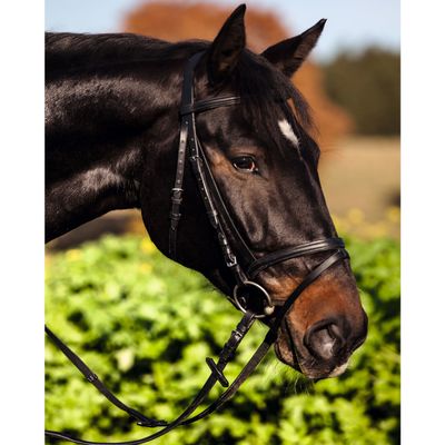 Bridle Standard brown full, english model