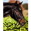 Bridle Standard brown full, english model view 1