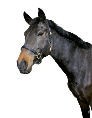 Kerbl Unisex's Eco Head Collar-Black, Size 1