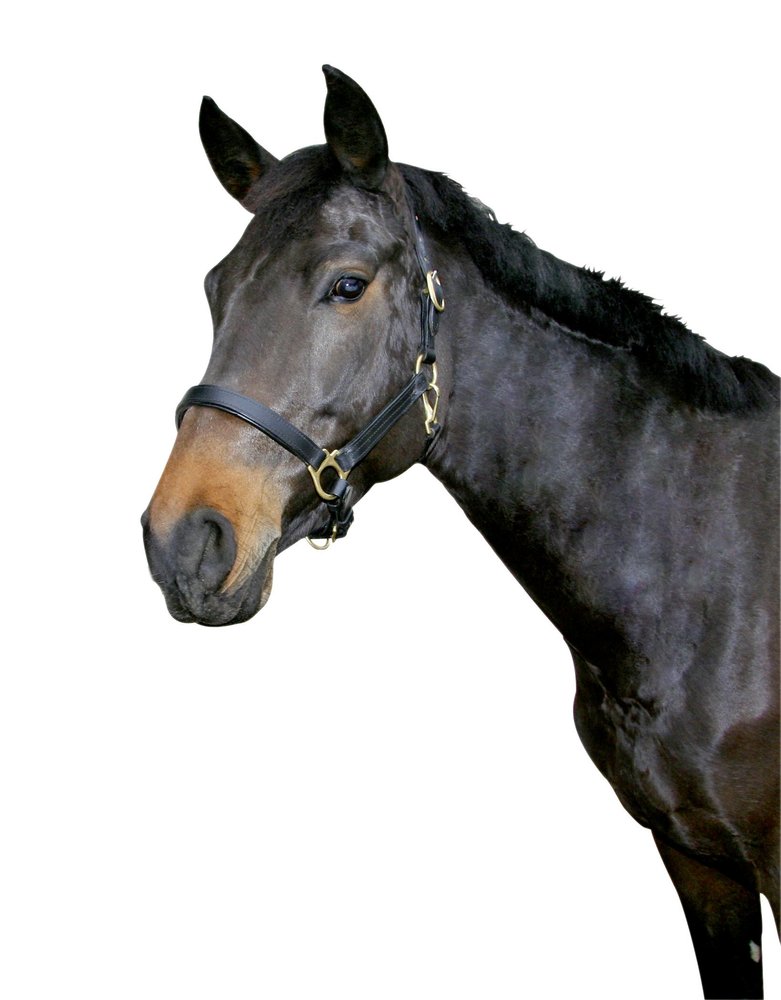 Kerbl Unisex's Eco Head Collar-Black, Size 1