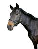 Kerbl Unisex's Eco Head Collar-Black, Size 1 view 1