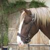 Kerbl 321179 Snaffle Bridle Leather for Cold Blood Horses Brown view 2