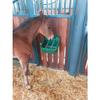 Kerbl Concentrated Feeder for Foals with Metal Bars view 2