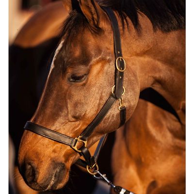Kerbl Unisex's Eco Head Collar-Black, Size 2
