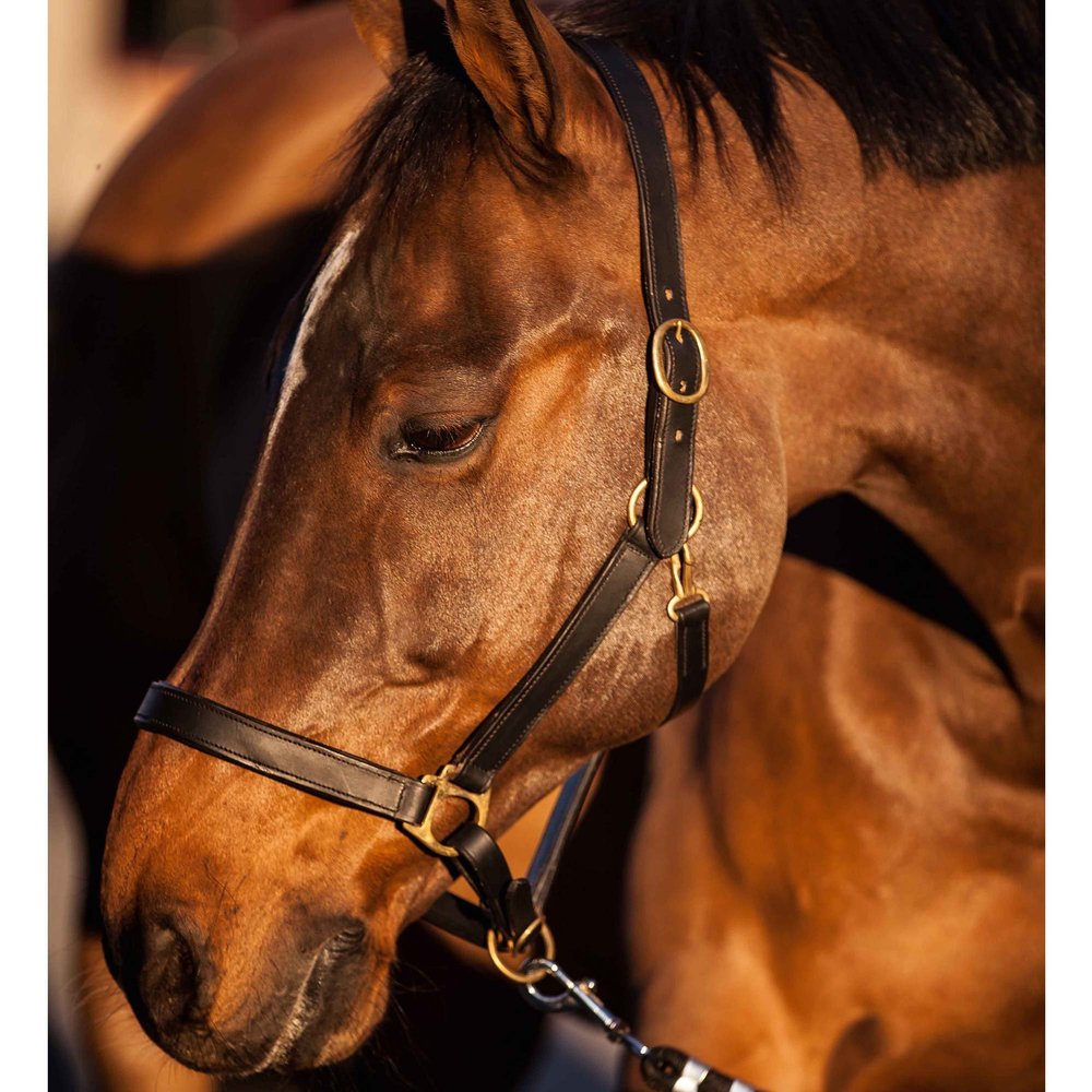 Kerbl Unisex's Eco Head Collar-Black, Size 2