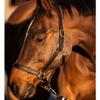 Kerbl Unisex's Eco Head Collar-Black, Size 2 view 1