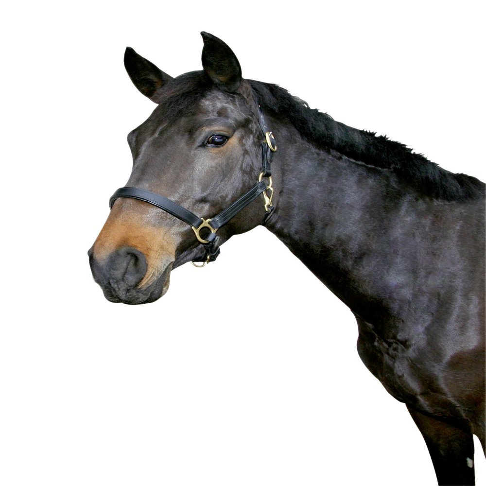 Kerbl Unisex's Eco Head Collar-Black, Size 3