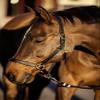 Kerbl Unisex's Eco Head Collar-Brown, Size 2 view 2