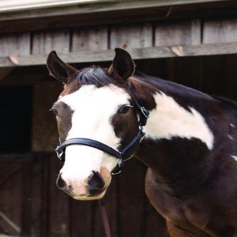 Perri's Soft Padded Leather Halter, Havana/Green, Cob