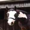 Perri's Soft Padded Leather Halter, Havana/Green, Cob view 1