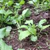 Antler King Honey Hole Mix view 4