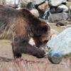 BearVault BV425 Sprint Portable Bear Can - Small view 4