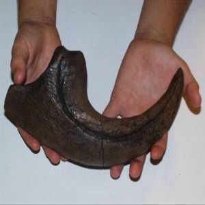 Allosaurus Fragilis Claw Replica