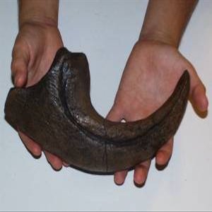 Allosaurus Fragilis Claw Replica