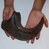 Allosaurus Fragilis Claw Replica view 1
