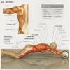 Ab Wheel a Complete Body Work Out view 3