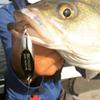 acme Tackle SW115/C Kastmaster Copper, 3/4 oz. view 4