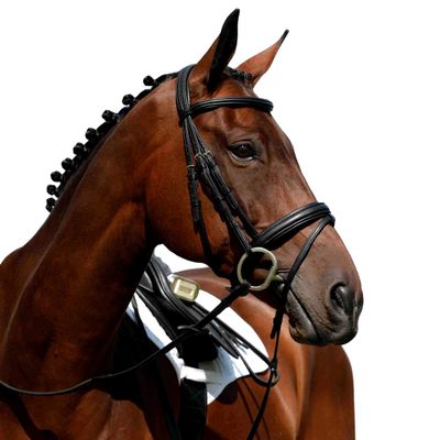 Collegiate Syntovia+ Padded Raised Flash Bridle, Black, Cob