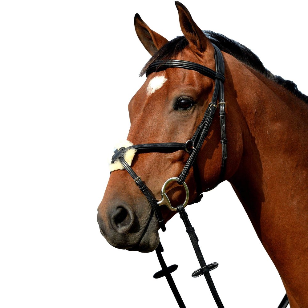 Collegiate Syntovia+ Padded Raised Figure 8 Bridle, Brown, Warmblood