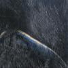 Hareline Fly Tying Magnum Rabbit Strips - Black view 1
