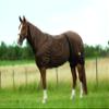 EKKIA Equestrian Equipment Brown E-T Sweet Itch Sheet Brown 6'9 400114469 400114469 view 1